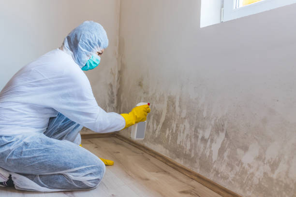 Licensed Black Mold Remediation service in Silver Spring, MD - Car Mold Remediation
