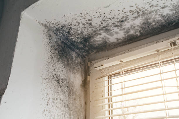 Affordable Black Mold Remediation solutions in Silver Spring, MD