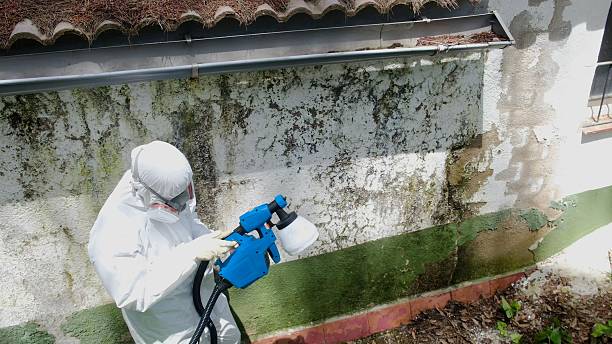 Top rated local Black Mold Remediation specialists in Silver Spring, MD